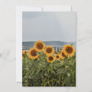 Cartes Pour Fêtes Annuelles Champ de tournesols magnifique Nature Esthétique P