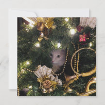 Chat à bouffée blanche dans la couronne de Noël