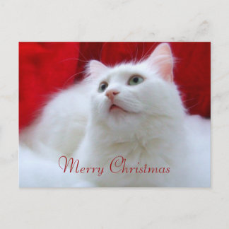 Cartes Pour Fêtes Annuelles Chat de Noël