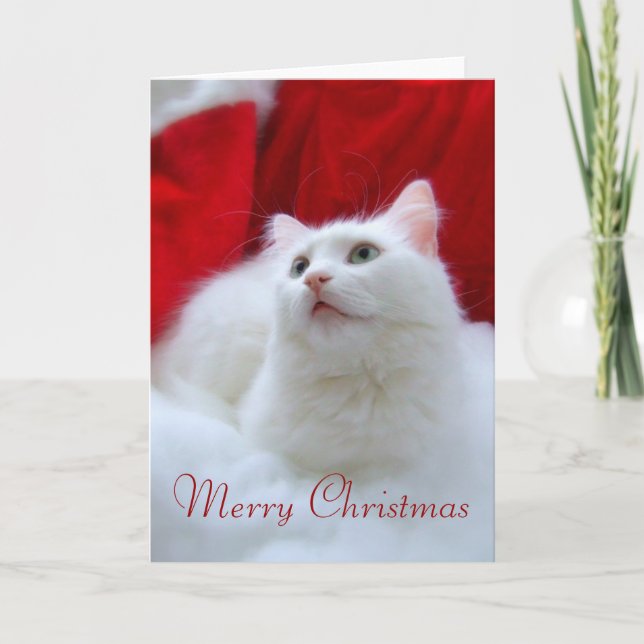 Cartes Pour Fêtes Annuelles Chat de Noël (Devant)