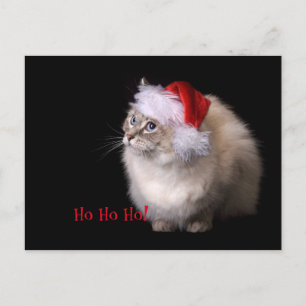 Cartes Pour Fêtes Annuelles Chat de Noël
