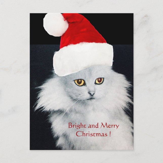 CARTES POUR FÊTES ANNUELLES CHAT DE NOËL BLANC AVEC CASQUETTE SANTA CLAUS (Devant)