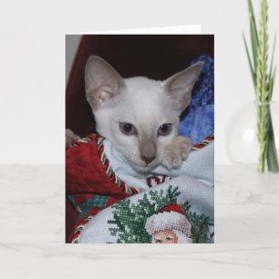 Cartes Pour Fêtes Annuelles Chat de Noël - Siamese Lilac Point en stock