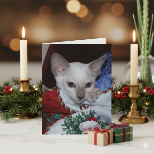 Cartes Pour Fêtes Annuelles Chat de Noël - Siamese Lilac Point en stock