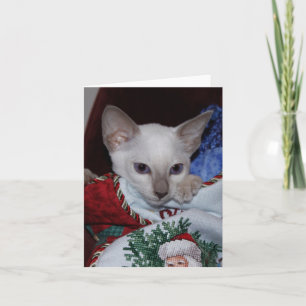 Cartes Pour Fêtes Annuelles Chat de Noël - Siamese Lilac Point en stock