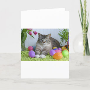 Cartes Pour Fêtes Annuelles Chat de Pâques