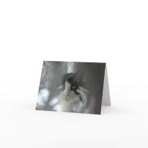 Chat de smoking par des branches