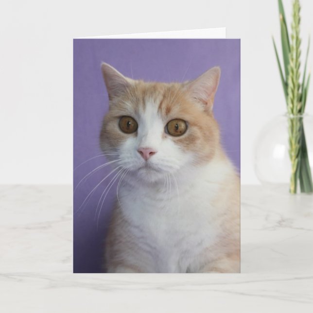 Cartes Pour Fêtes Annuelles Chat Funny Personnalisable / Kitty Valentine (Devant)