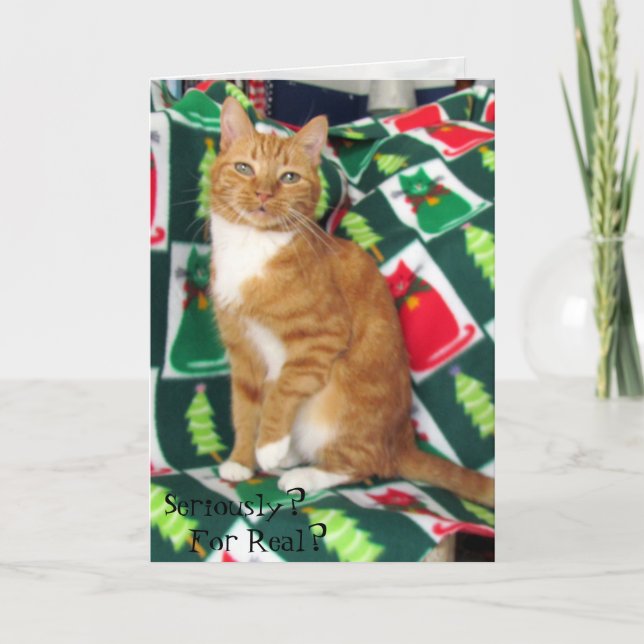 Cartes Pour Fêtes Annuelles Chat, Kitten, Noël, Secourt, Photo (Devant)