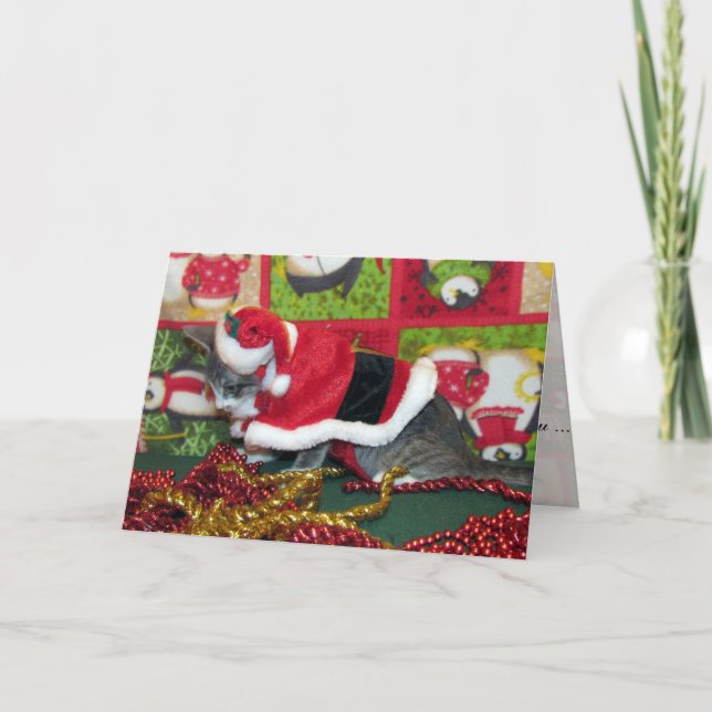 Cartes Pour Fêtes Annuelles Chat, Kitten, Noël, Secourt, Photo (Devant)