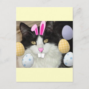 Cartes Pour Fêtes Annuelles Chat noir et blanc de l'Est