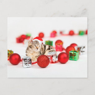 Cartes Pour Fêtes Annuelles Chat portant le chapeau rouge du Père Noël