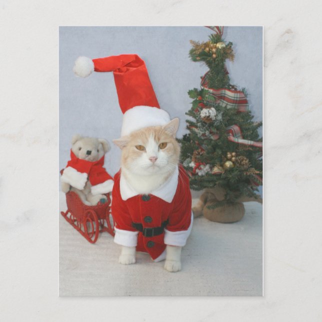 Cartes Pour Fêtes Annuelles Chat potelé de Père Noël (Devant)