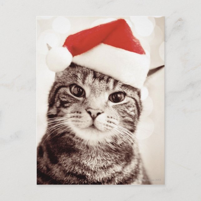 Cartes Pour Fêtes Annuelles Chat tigré domestique utilisant le casquette rouge (Devant)