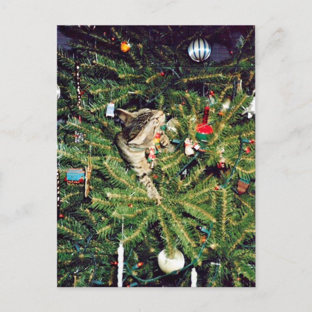 Cartes Pour Fêtes Annuelles Chaton dans l'arbre de Noël (Devant)