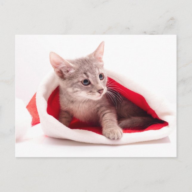 Cartes Pour Fêtes Annuelles Chaton drôle un casquette du père noël (Devant)