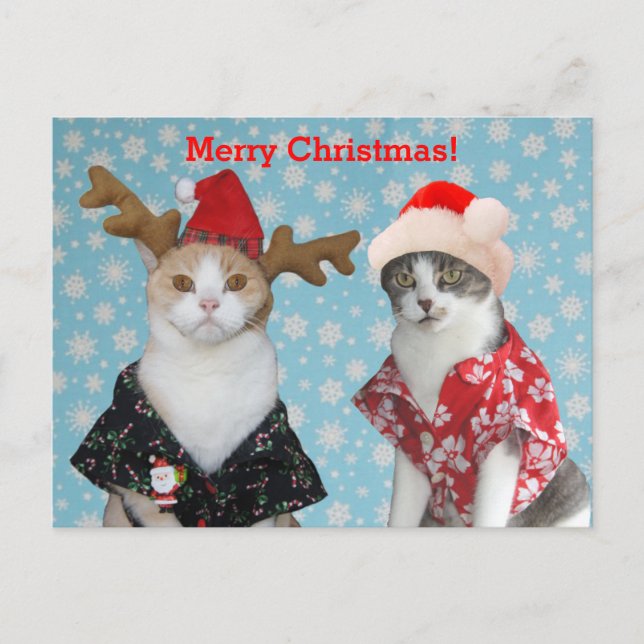 Cartes Pour Fêtes Annuelles Chats drôles dans des chemises hawaïennes de Noël (Devant)