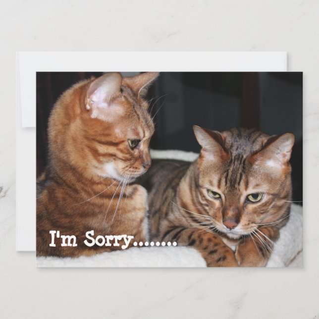 Cartes Pour Fêtes Annuelles Chats du Bengale "Désolé......" Salutations (Devant)