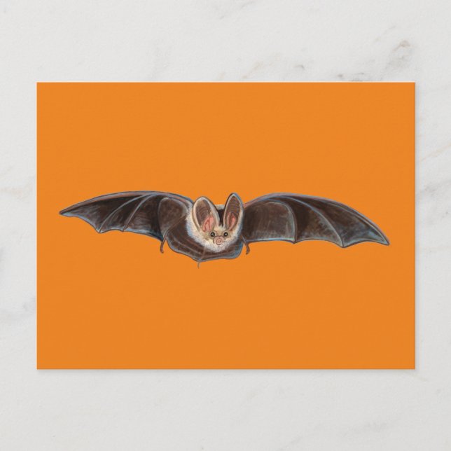Cartes Pour Fêtes Annuelles Chauve-souris Pipistrellus pipistrellus Illustrati (Devant)
