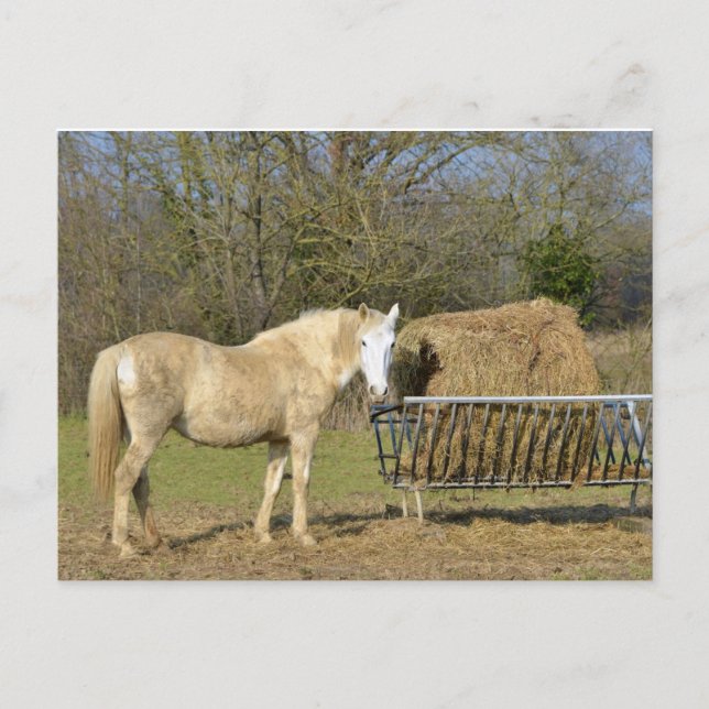 Cartes Pour Fêtes Annuelles Cheval à côté de la crèche (Devant)