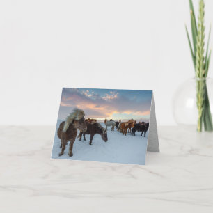Cartes Pour Fêtes Annuelles Chevaux islandais en neige