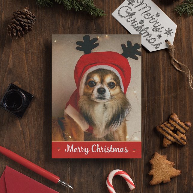 Cartes Pour Fêtes Annuelles Cheveux longs Chihuahua Animal de compagnie drôle  (Front)