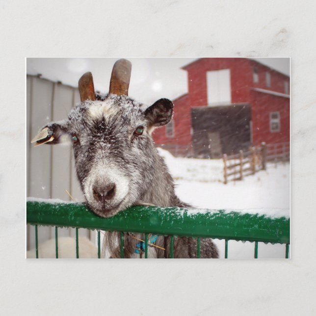 Cartes Pour Fêtes Annuelles Chèvre de Noël (Devant)