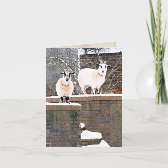 Cartes Pour Fêtes Annuelles Chèvres de Noël (Devant)