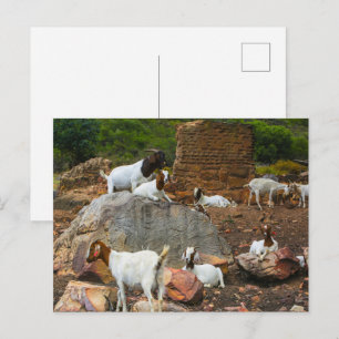 Cartes Pour Fêtes Annuelles Chèvres funky Ginger White debout en marche