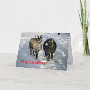 Cartes Pour Fêtes Annuelles Chèvres mignonnes Photo Neige Noël