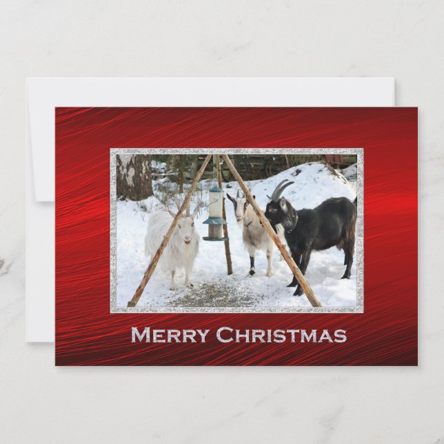 Cartes Pour Fêtes Annuelles Chèvres Snow Feeder Photo Appartement de Noël (Devant)