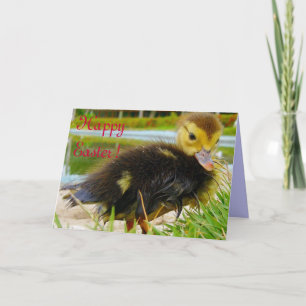 Cartes Pour Fêtes Annuelles Chick de Pâques
