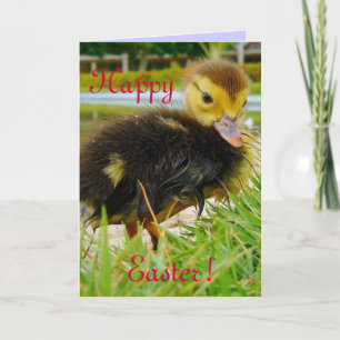 Cartes Pour Fêtes Annuelles Chick de Pâques