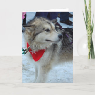 Cartes Pour Fêtes Annuelles Chien à traîneaux Husky