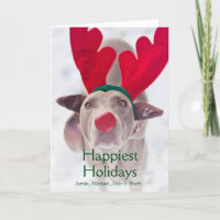Chien adulte de Weimaraner utilisant le bandeau