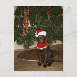 Cartes Pour Fêtes Annuelles Chien assis près d'un sapin de Noël