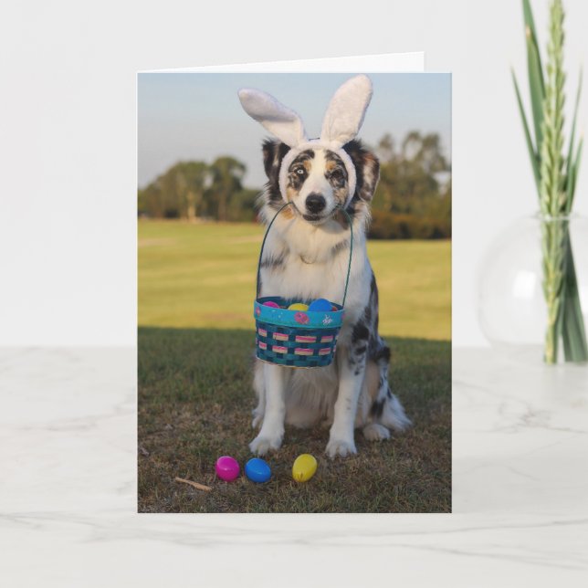 Cartes Pour Fêtes Annuelles Chien berger australien avec oeufs de Pâques (Devant)