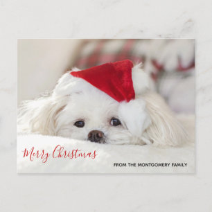 Cartes Pour Fêtes Annuelles Chien blanc mignon dans un chapeau de Noël rouge