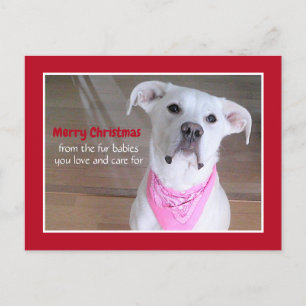 Cartes Pour Fêtes Annuelles Chien blanc mignon portant Écharpe rose Rouge Noël