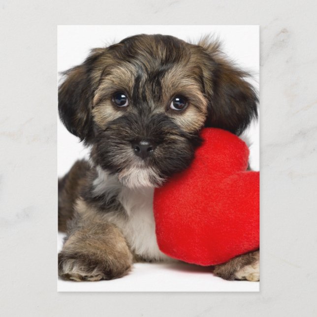 Cartes Pour Fêtes Annuelles Chien chiot de Valentine Havanais (Devant)