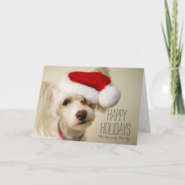 Cartes Pour Fêtes Annuelles Chien crêté chinois blanc de powderpuff (Devant)