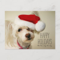 Chien crêté chinois blanc de powderpuff