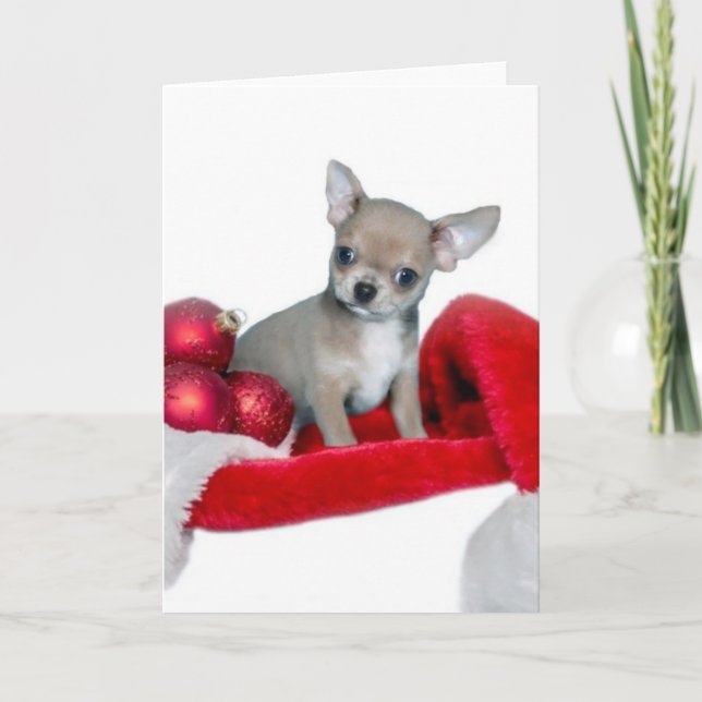 Cartes Pour Fêtes Annuelles Chien de chiwawa de Noël (Devant)