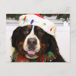 Cartes Pour Fêtes Annuelles Chien de Grover - de montagne de Bernese