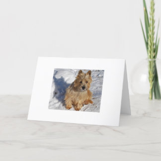 Cartes Pour Fêtes Annuelles Chien de neige