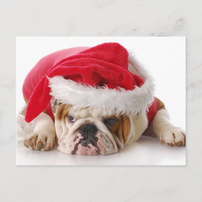 Cartes Pour Fêtes Annuelles Chien de Père Noël (Devant)