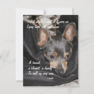 Cartes Pour Fêtes Annuelles Chien de refuge - Chihuahua