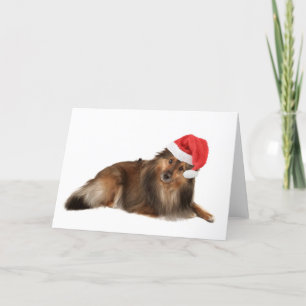 Cartes Pour Fêtes Annuelles Chien de Sheltie de Noël