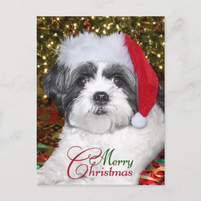 Cartes Pour Fêtes Annuelles Chien de Shih Tzu de Noël (Devant)