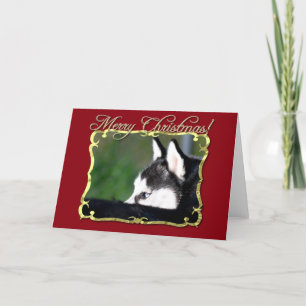Cartes Pour Fêtes Annuelles Chien de traîneau sibérien de Joyeux Noël